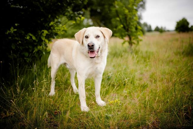 Kokos - biszkoptowy LABek szuka kochającego domu!