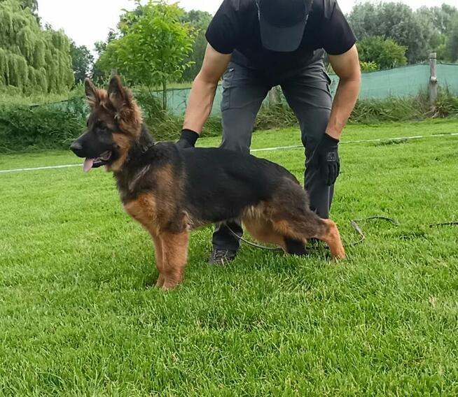 owczarek niemiecki długowłosy