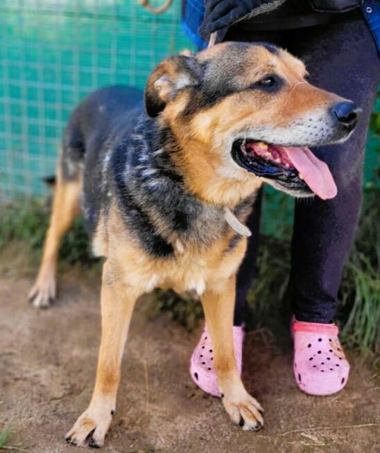 BRUTUSEK - cudowny psiak, gaśnie za kratami, RATUJ!