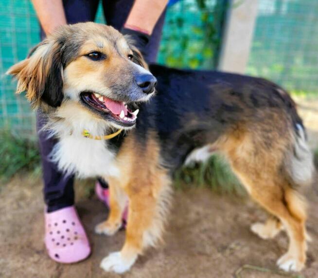 LIZAK - piękny psiak za kratami, ADOPTUJ