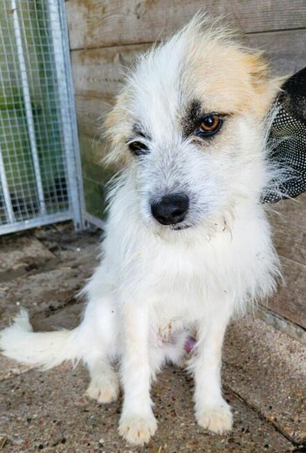 SHREK - piękny, delikatny psiak szuka domu