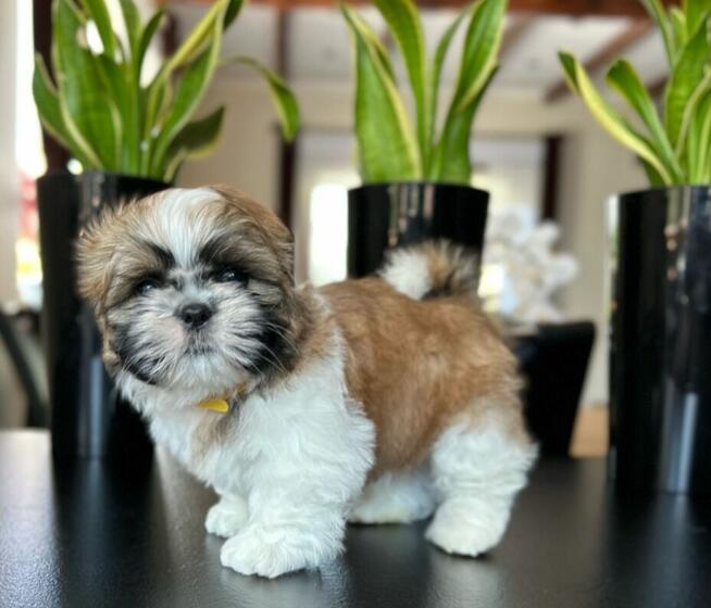 Szczeniaczki SHIH TZU z rodowodem / chip + szczepienia