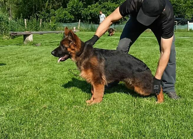 owczarek niemiecki długowłosy