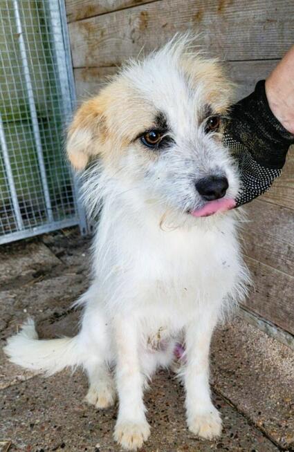 SHREK - piękny, delikatny psiak szuka domu