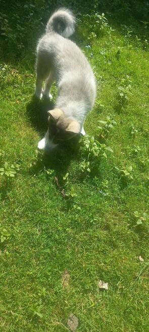 Suczka rasy łajka zachodniosyberyjskie