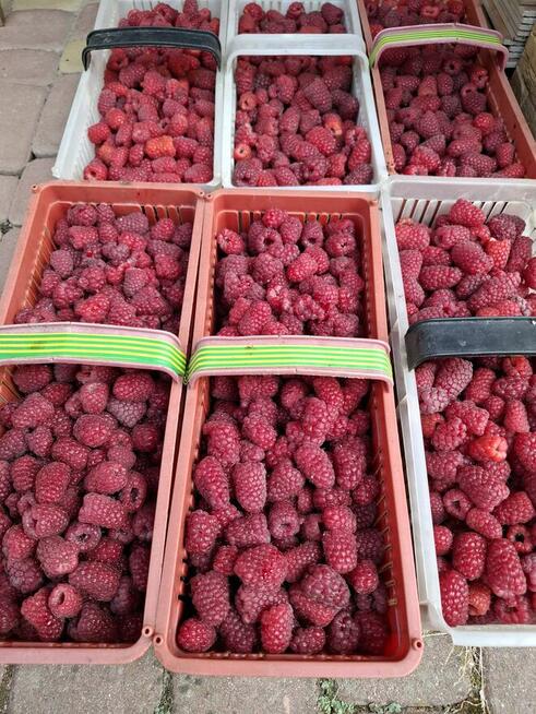 Sprzedam świeżo zrywane maliny