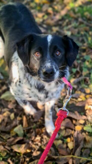 Błagam Kropka 4/5 let.sunia uratowana na granicy w Dorochuck