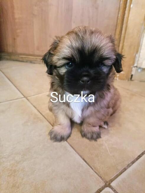 SHI-TZU szczeniak suczka i piesek z rodowodem