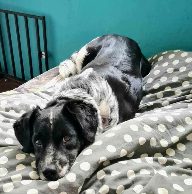 Błagam Kropka 4/5 let.sunia uratowana na granicy w Dorochuck