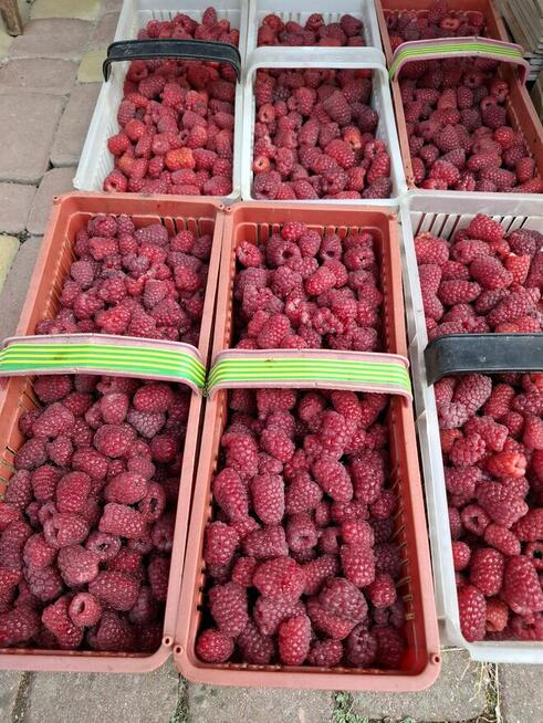 Sprzedam świeżo zrywane maliny