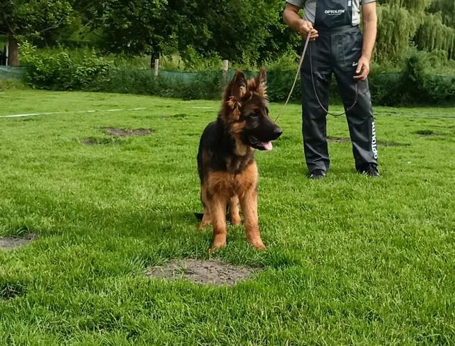 owczarek niemiecki długowłosy