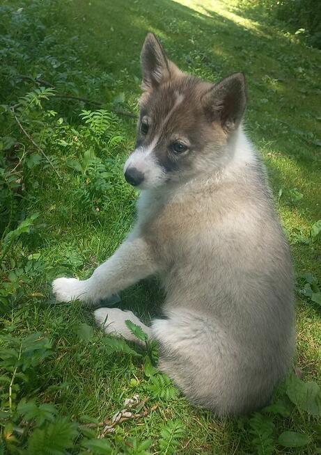 Suczka rasy łajka zachodniosyberyjskie