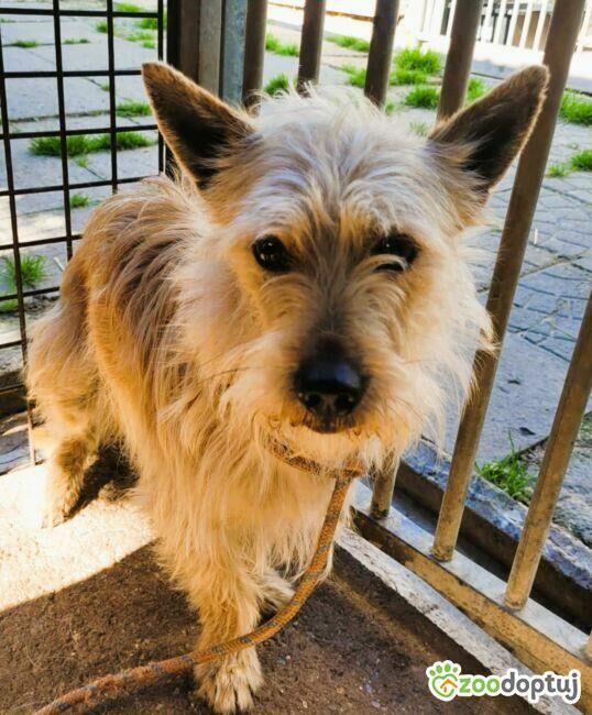 FIKUŚ - mały, delikatny psiak w schronisku, ADOPTUJ