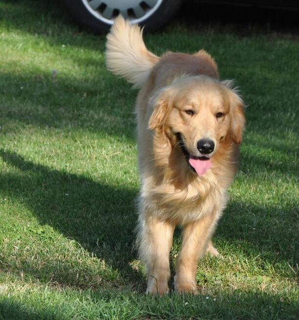 Golden retriever reproduktor/ krycie