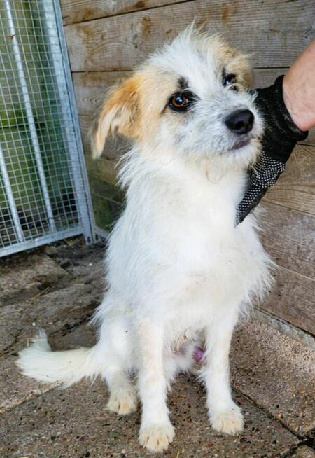 SHREK - piękny, delikatny psiak szuka domu