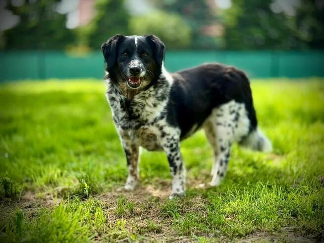 Błagam Kropka 4/5 let.sunia uratowana na granicy w Dorochuck