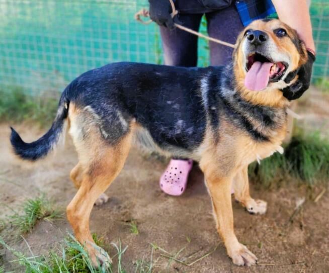 BRUTUSEK - cudowny psiak, gaśnie za kratami, RATUJ!