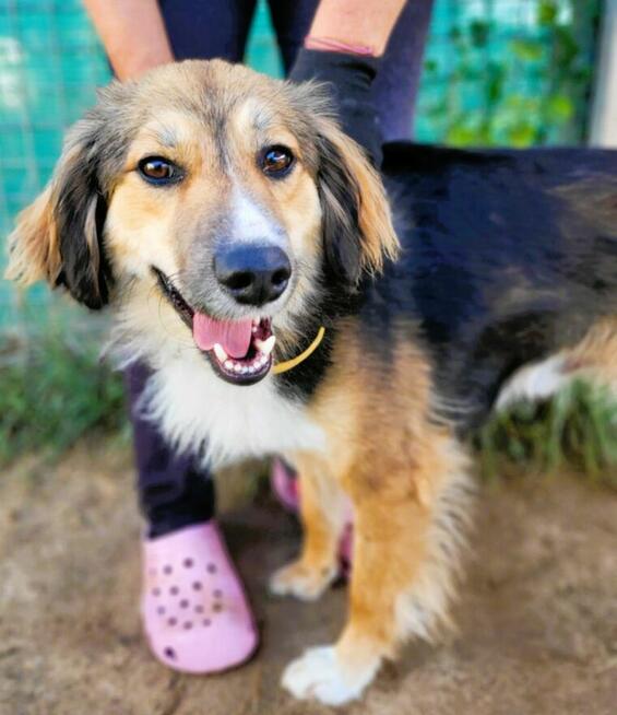 LIZAK - piękny psiak za kratami, ADOPTUJ