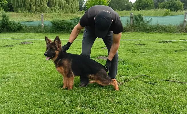 owczarek niemiecki długowłosy