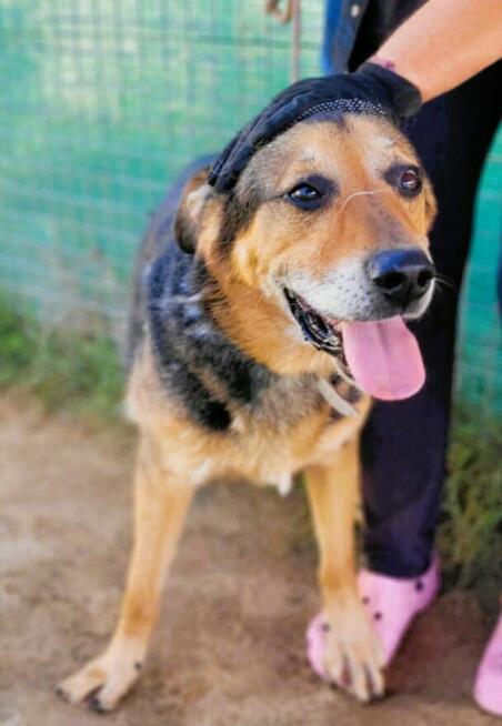 BRUTUSEK - cudowny psiak, gaśnie za kratami, RATUJ!