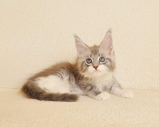 Przepiękna koteczka Maine Coon - Legalna hodowla