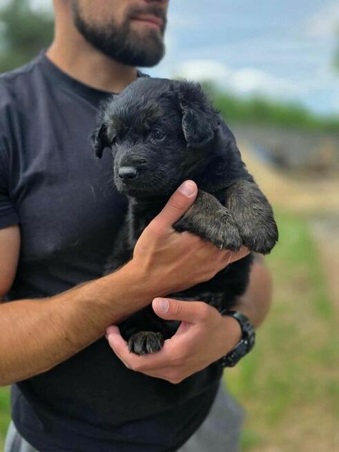 Szczeniaki- do odpowiedzialej adopcji