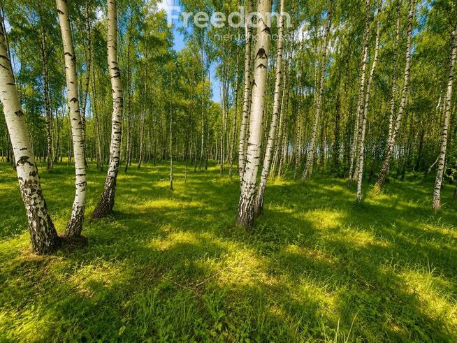 Działki 1100 m² w lesie brzozowym gm Dobre