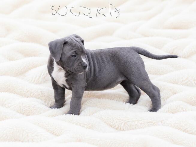 Śliczny Amstaff szuka domu