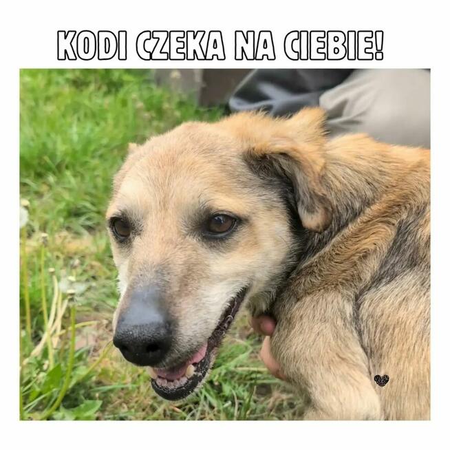Kodi szuka swojego człowieka! Los nie był dla niego łaska
