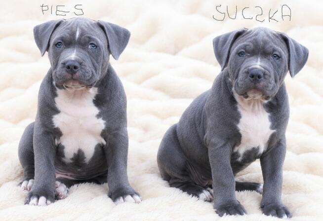 Śliczny Amstaff szuka domu