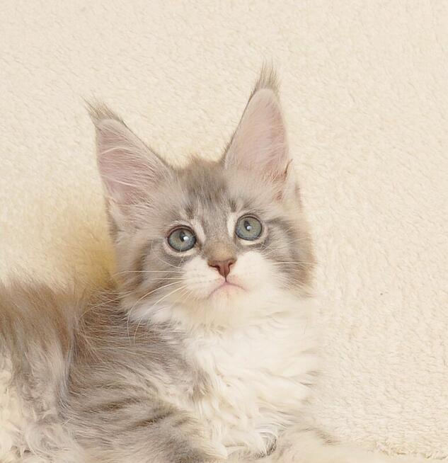 Przepiękna koteczka Maine Coon - Legalna hodowla