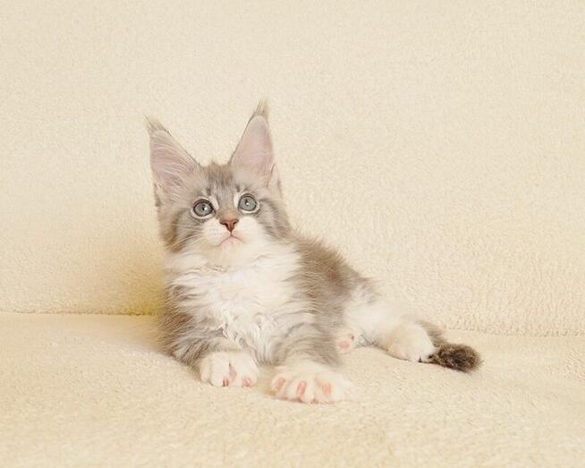 Przepiękna koteczka Maine Coon - Legalna hodowla
