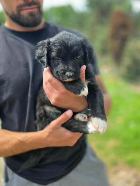 Szczeniaki- do odpowiedzialej adopcji