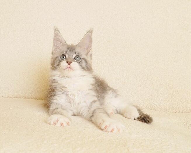 Przepiękna koteczka Maine Coon - Legalna hodowla