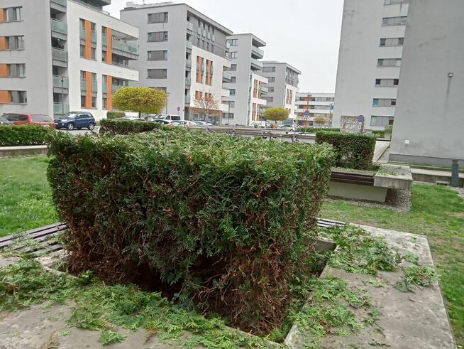 Wykonam różne prace ogrodniczą porządkowe