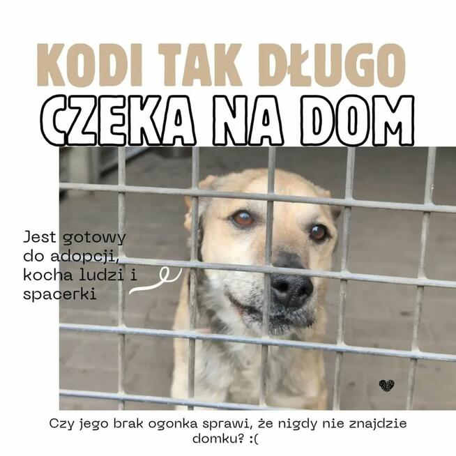 Kodi szuka swojego człowieka! Los nie był dla niego łaska