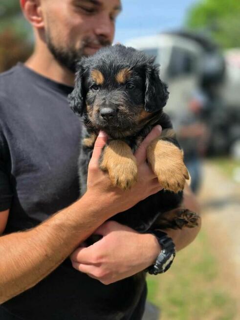 Szczeniaki- do odpowiedzialej adopcji