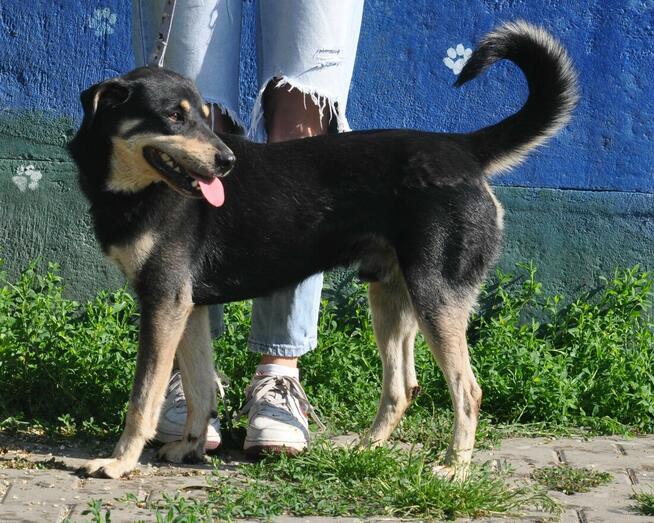 Lolek