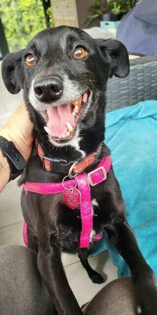 Viki do adopcji