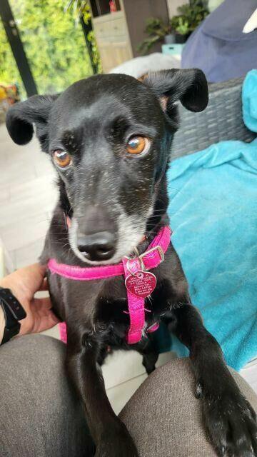Viki do adopcji