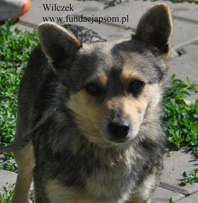 Wilczek