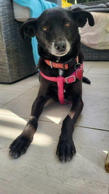 Viki do adopcji
