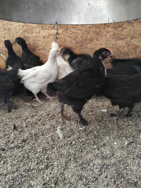 kurczki australorp i marans 4-miesieczne