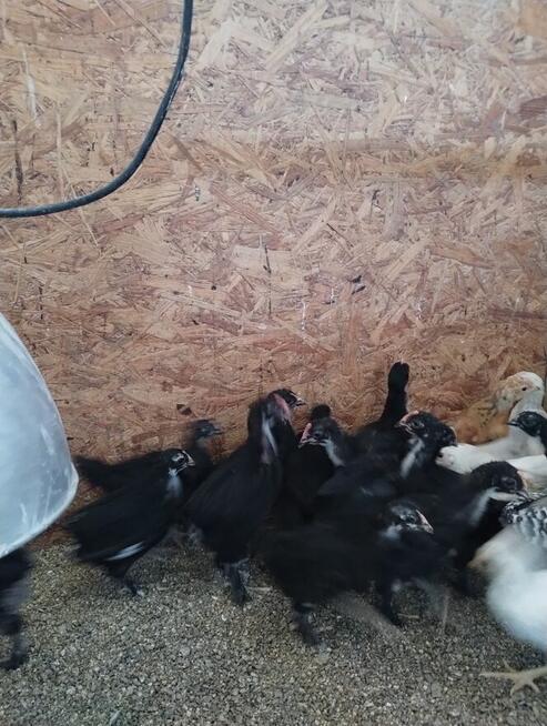 kurczki australorp i marans 4-miesieczne