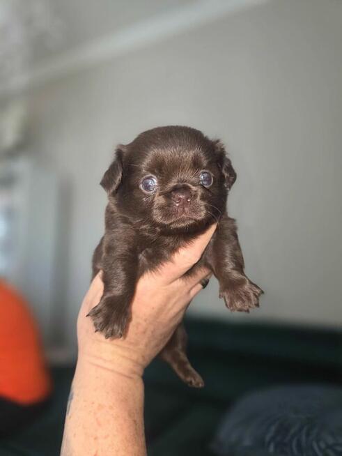Chihuahua