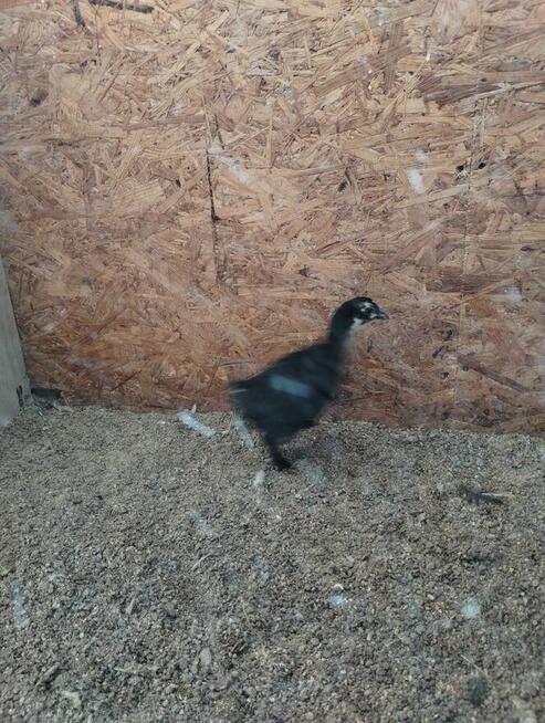 kurczki australorp i marans 4-miesieczne