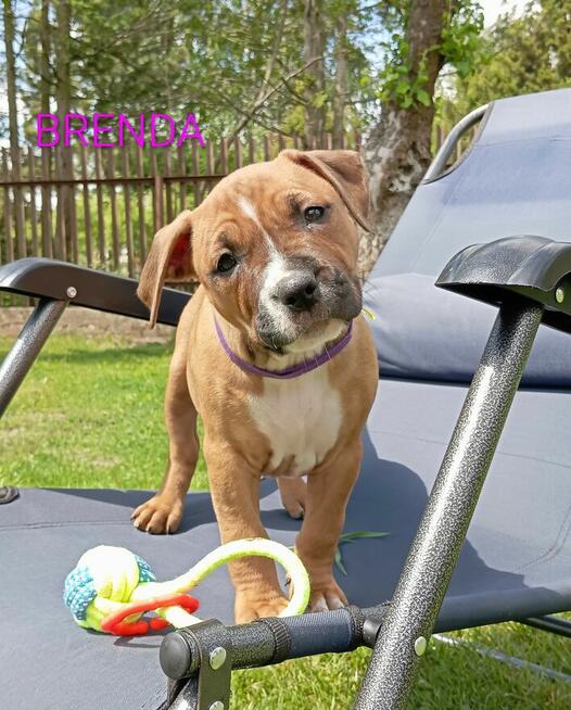 American Staffordshire Terrier