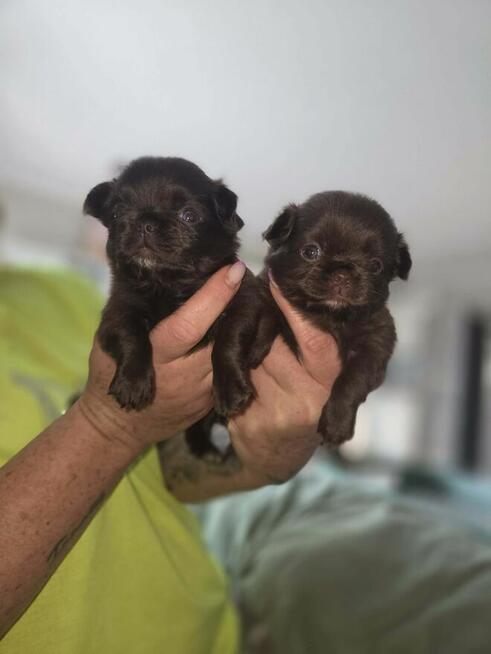 Chihuahua