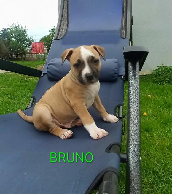 American Staffordshire Terrier