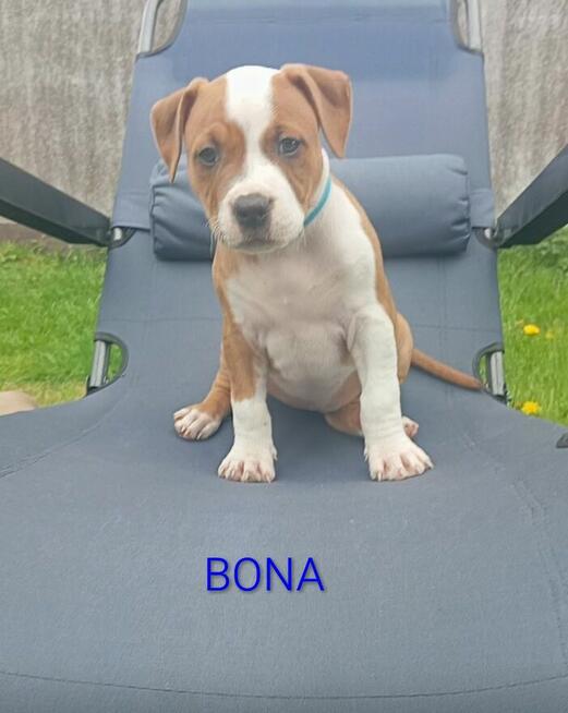 American Staffordshire Terrier